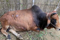 Bệnh lạ ở trâu bò Việt Nam: Ăn phải thịt bệnh, có nguy hại?