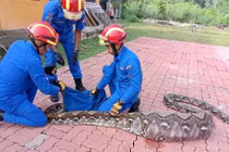 Malaysia: Bắt được con trăn “khủng” nặng 140kg, bụng to phình