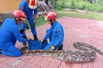 Malaysia: Bắt được con trăn “khủng” nặng 140kg, bụng to phình