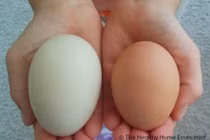 Giải mã vì sao trứng vịt bổ dưỡng hơn trứng gà