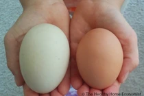 Giải mã vì sao trứng vịt bổ dưỡng hơn trứng gà