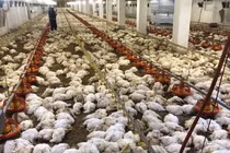 Lý giải nguyên nhân 4.000 con gà chết thảm vì mất điện