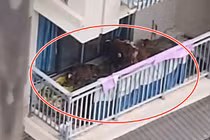 Sốc: Gia đình nuôi 7 con bò ở ban công chung cư Trung Quốc