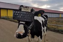 Cho bò đeo kính thực tế ảo để... tăng sản lượng sữa