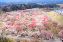 Lạc vào rừng hoa mận Nhật Bản nở rộ đẹp như cổ tích