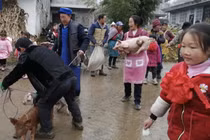 Học sinh giỏi được thưởng lợn con, phụ huynh vui như Tết