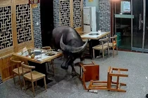 Trâu điên trốn thoát từ lò mổ, xông vào nhà hàng "trả thù" thực khách