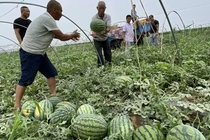 Công ty Trung Quốc nhận tiền mua nhà bằng dưa hấu và tỏi