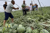 Công ty Trung Quốc nhận tiền mua nhà bằng dưa hấu và tỏi