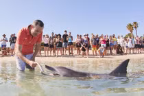 Trải nghiệm chơi đùa cùng cá heo hoang dã gần bờ biển Australia