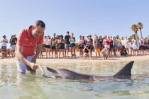 Trải nghiệm chơi đùa cùng cá heo hoang dã gần bờ biển Australia