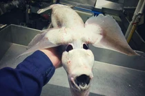 Kinh ngạc với bộ sưu tập “quái vật biển sâu” của ngư dân Nga