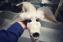 Kinh ngạc với bộ sưu tập “quái vật biển sâu” của ngư dân Nga