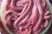 Món ăn từ loài cá ninja trông dị hợm nhưng thơm ngon “nức mũi“