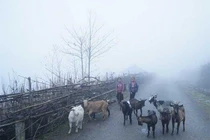 Dự báo thời tiết hôm nay 25/11: Đêm nay Bắc Bộ chuyển mưa rét