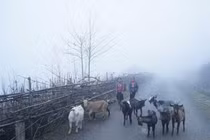 Dự báo thời tiết hôm nay 25/11: Đêm nay Bắc Bộ chuyển mưa rét