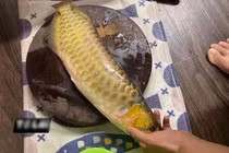 Đi qua đêm, về nhà chồng “điếng người” nhìn thứ nằm trên thớt