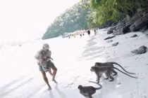 Ông bố dũng cảm cứu con trai bị bầy khỉ tấn công