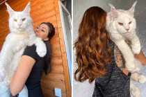 Mèo nặng hơn 12kg gây sốc bởi kích thước khổng lồ 