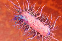 Hà Nội phát hiện ca bệnh Whitmore: Vi khuẩn “thịt” ai?