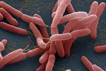 Hà Nội có ca Whitmore tiên lượng tử vong cao: Cách phòng bệnh ra sao?