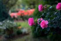 Nàng dâu mới nóng mặt vì kiểu "mượn" đồ của hàng xóm đặc biệt 