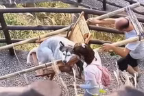 Cô gái gây sốt vì thuê người khiêng chó cưng lên núi ngắm cảnh