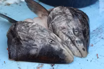 Kinh dị món ăn “bốc mùi” chế biến từ đầu cá