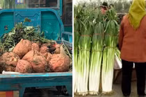 Vùng đất lạ sản sinh những củ khoai lang khổng lồ nặng hơn 10kg