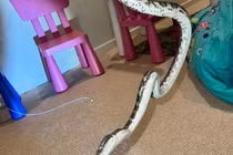 Đang ngủ, bé trai bỗng tỉnh giấc vì bị trăn siết chặt quanh người