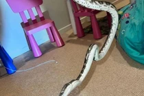 Đang ngủ, bé trai bỗng tỉnh giấc vì bị trăn siết chặt quanh người