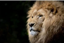 Nhân viên hãng bay hết hồn vì hai con sư tử xổng chuồng