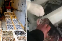 Cảnh nhân viên y tế test Covid-19 cho cá ở chợ “gây bão” mạng