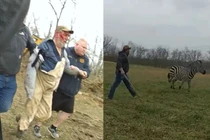 Cảnh sát nổ súng bắn hạ con ngựa hung hãn tấn công chủ