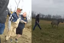 Cảnh sát nổ súng bắn hạ con ngựa hung hãn tấn công chủ