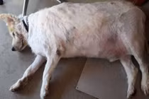 Chú chó béo nhất Anh quốc nặng 101kg “lột xác” đáng kinh ngạc