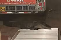 Người đàn ông bất ngờ bị cá sấu cắn ngay trước cửa nhà