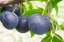 Trộm 9 quả mận, cụ ông 73 tuổi bị cảnh sát bắt giữ