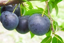 Trộm 9 quả mận, cụ ông 73 tuổi bị cảnh sát bắt giữ