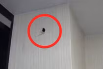 Nghe âm thanh lạ từ bức tường, chủ nhà kinh ngạc khi biết sự thật