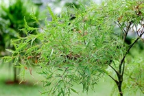 Uống nước lá đinh lăng hiệu quả cực tốt, không phải ai cũng biết