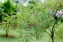 Uống nước lá đinh lăng hiệu quả cực tốt, không phải ai cũng biết