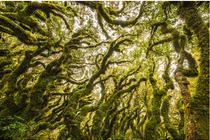 Khám phá bí ẩn trong 5 khu rừng kỳ lạ nhất hành tinh