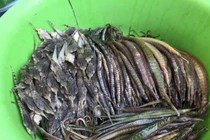 “Rồng cường dương” bồi bổ cho quý ông, dùng sao cho hiệu quả?