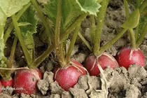 12 loại rau quả bị liệt vào danh sách đen, có hại cho người dùng