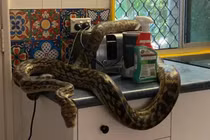 Chủ nhà hoảng hồn thấy trăn khổng lồ trong nhà bếp