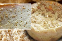 Sự thật về món phô mai lúc nhúc giòi khiến nhiều người “khóc thét”