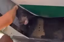 Máy bay Iraq bị trì hoãn vì gấu trốn khỏi khoang hàng hoá