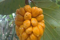 Thích thú giống mít tố nữ sai quả, dễ dàng bóc cả chùm ở Long Khánh