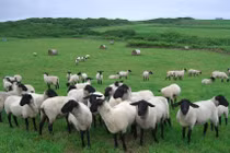 Ghé thăm loạt hòn đảo là thiên đường của động vật ở Nhật